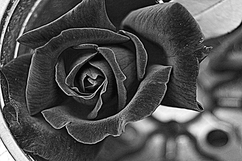 Black Rose in Bloom