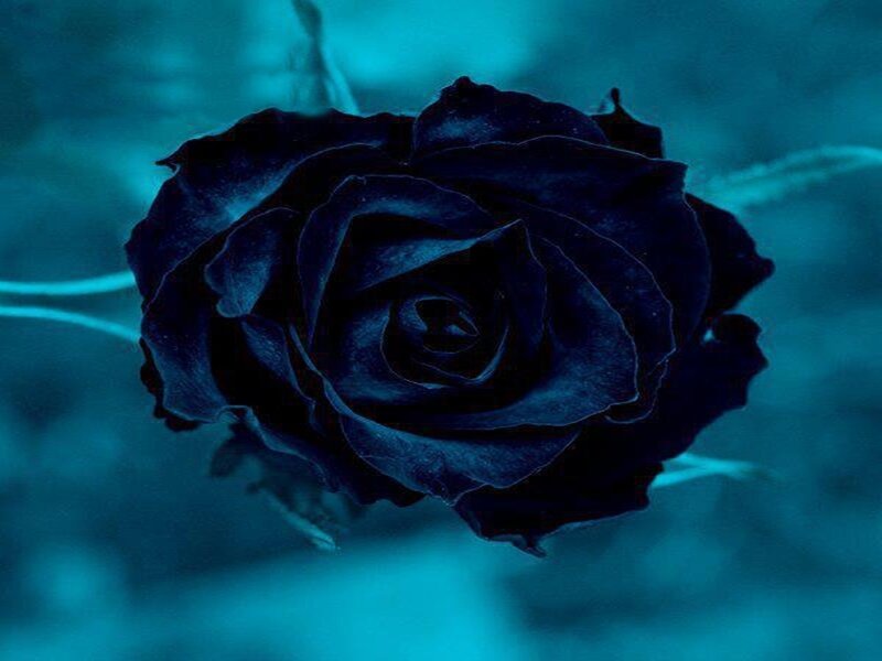 Black Rose in Blue Light