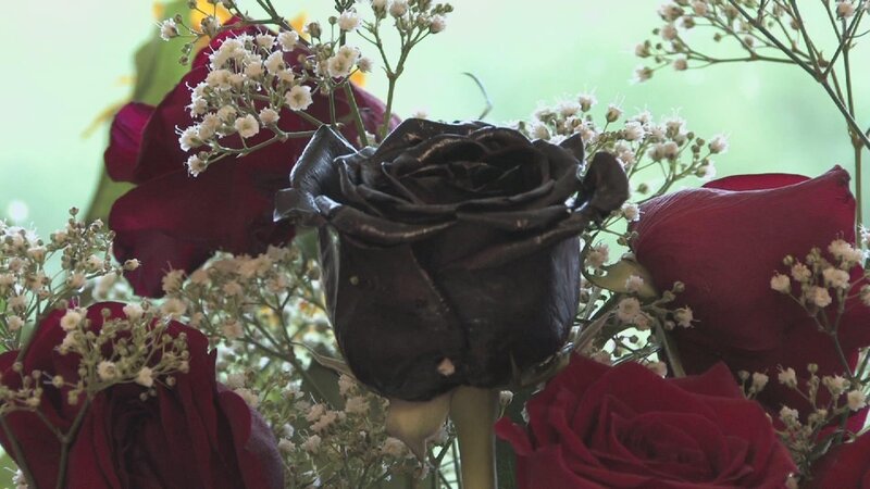 Black Rose in Bouquet — Calm