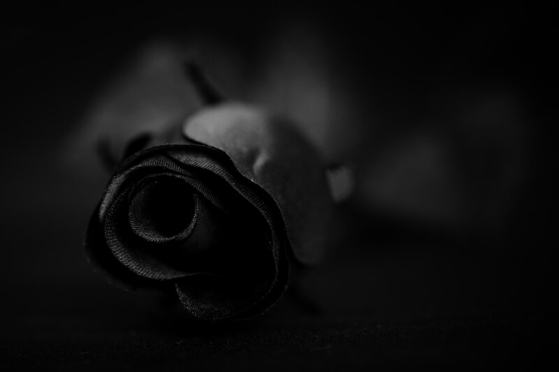 Black Rose in Darkness
