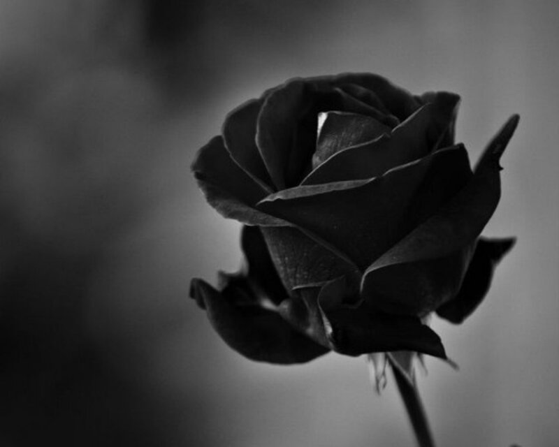 Black Rose in Focus — Dramatic