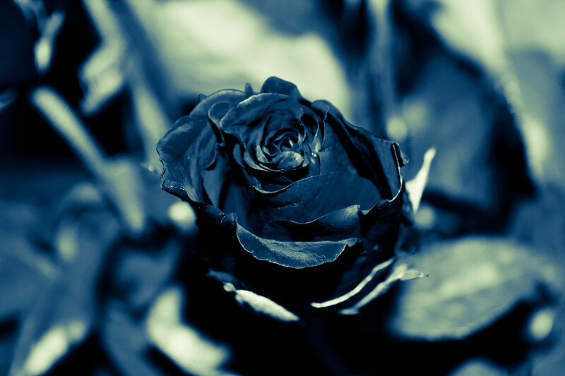 Black Rose in Focus