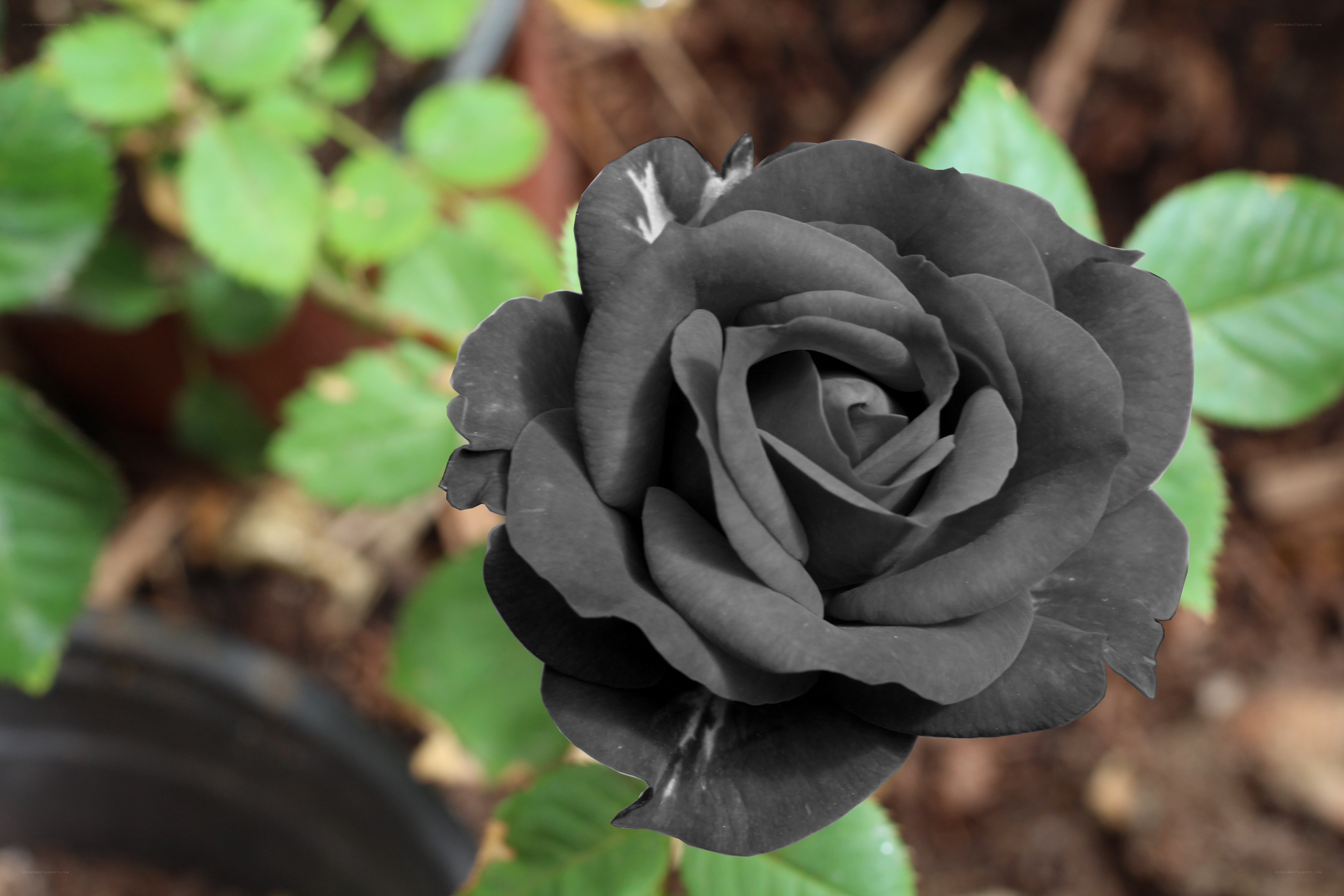 Black rose in garden