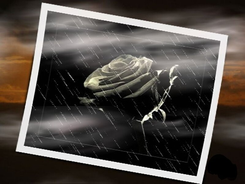 Black Rose in Rain