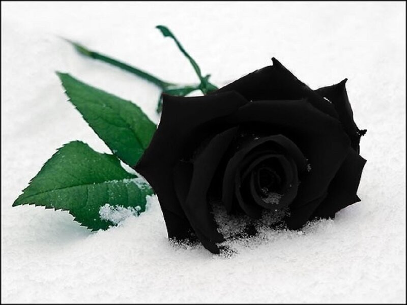 Black Rose in Snow — Somber