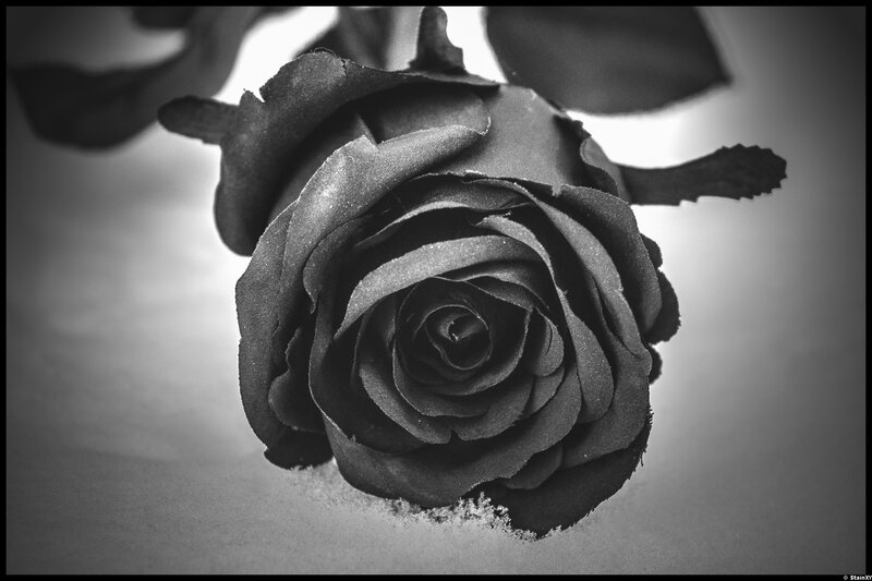 Black Rose in Snow