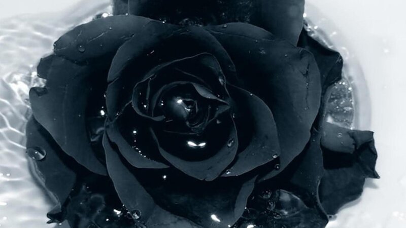 Black Rose in Water — Dramatic, Photograph, Petals