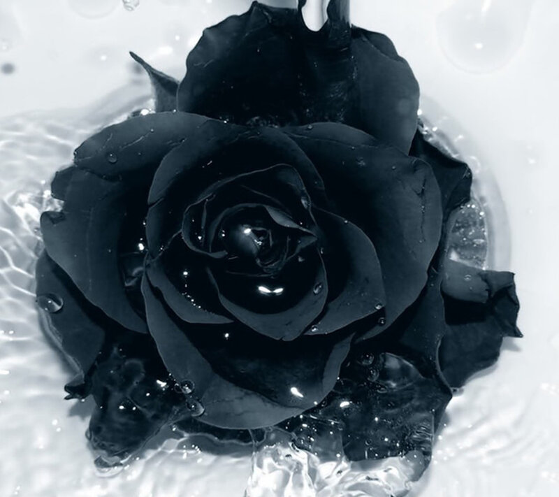 Black Rose in Water — Dramatic, Photograph