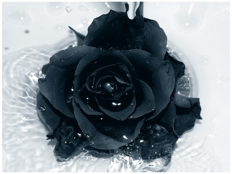 Black Rose in Water
