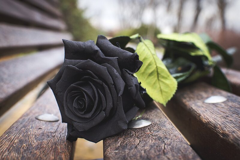 Black Rose on Bench