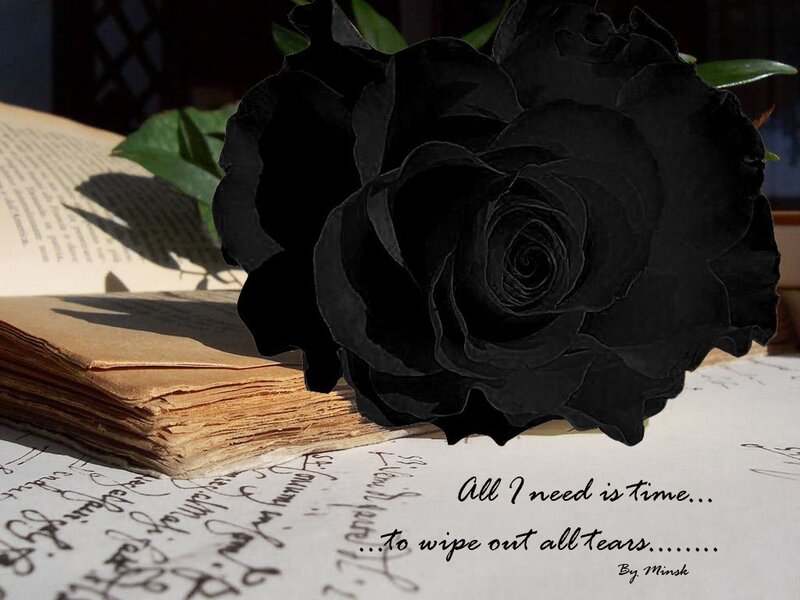 Black Rose on Book — Dramatic, Afternoon, Photograph