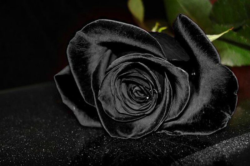 Black Rose on Dark Surface