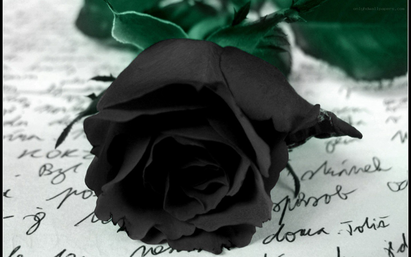 Black rose on handwritten letter