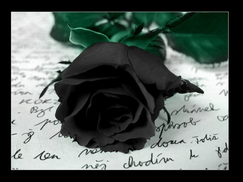 Black Rose on Paper — Dramatic, Photograph, Leaves