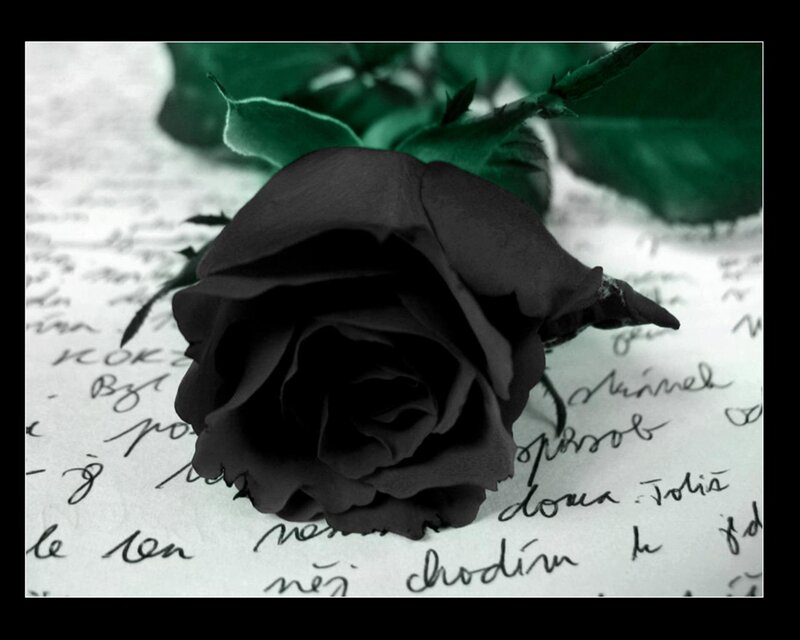 Black Rose on Paper — Dramatic, Photograph