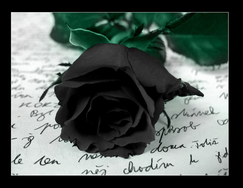 Black Rose on Paper — Somber