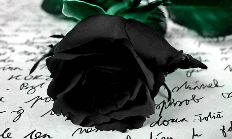 Black Rose on Paper