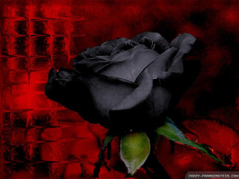 Black Rose on Red Background — Dramatic