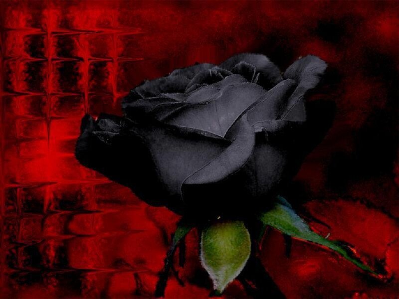 Black Rose on Red Background