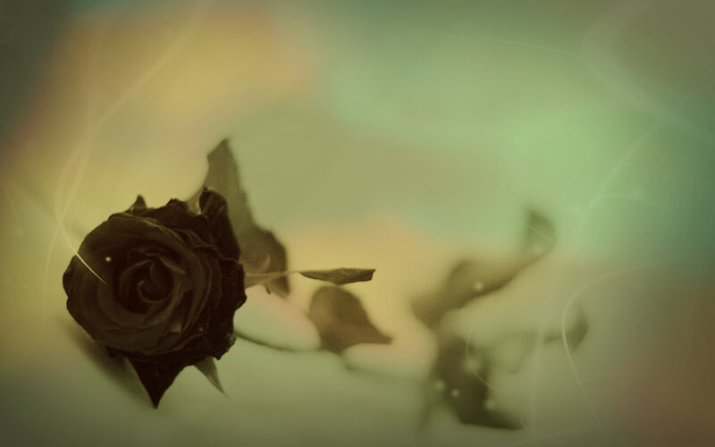 Black Rose on Soft Background
