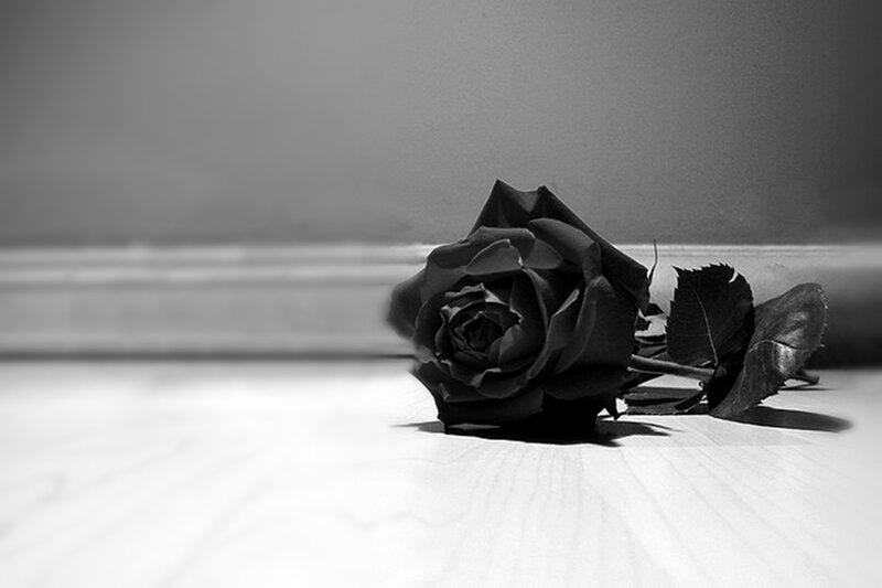 Black Rose on Surface
