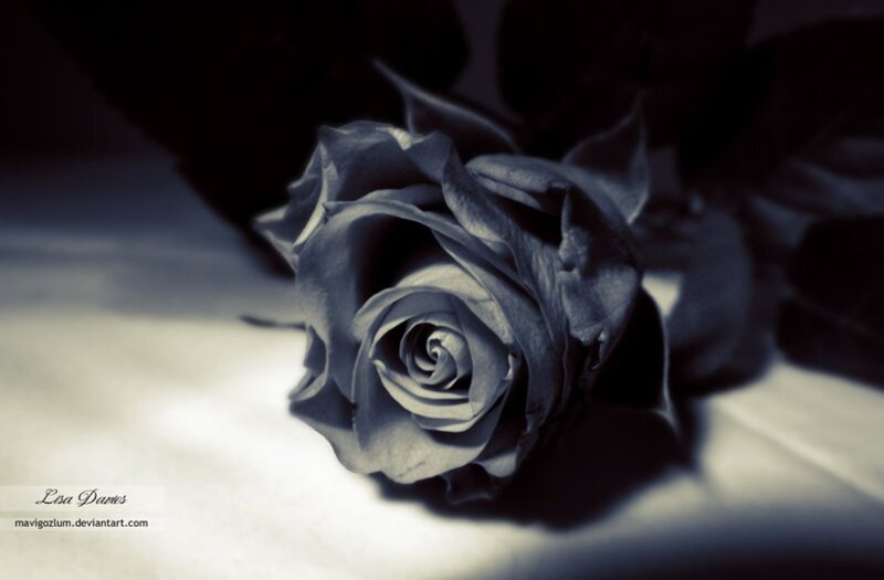 Black Rose on White Surface