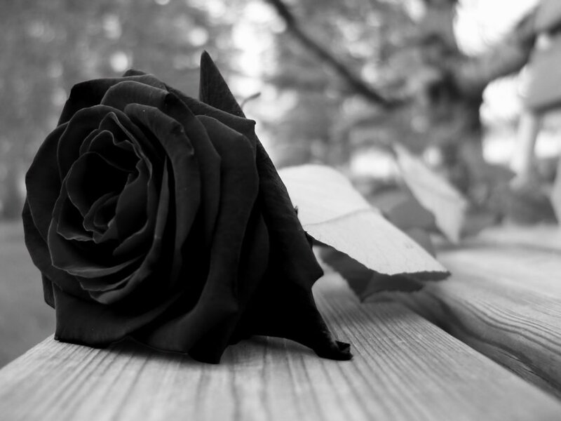 Black Rose on Wood — Somber, Photograph