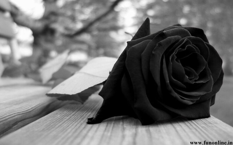 Black Rose on Wood — Somber