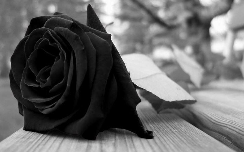 Black Rose on Wood