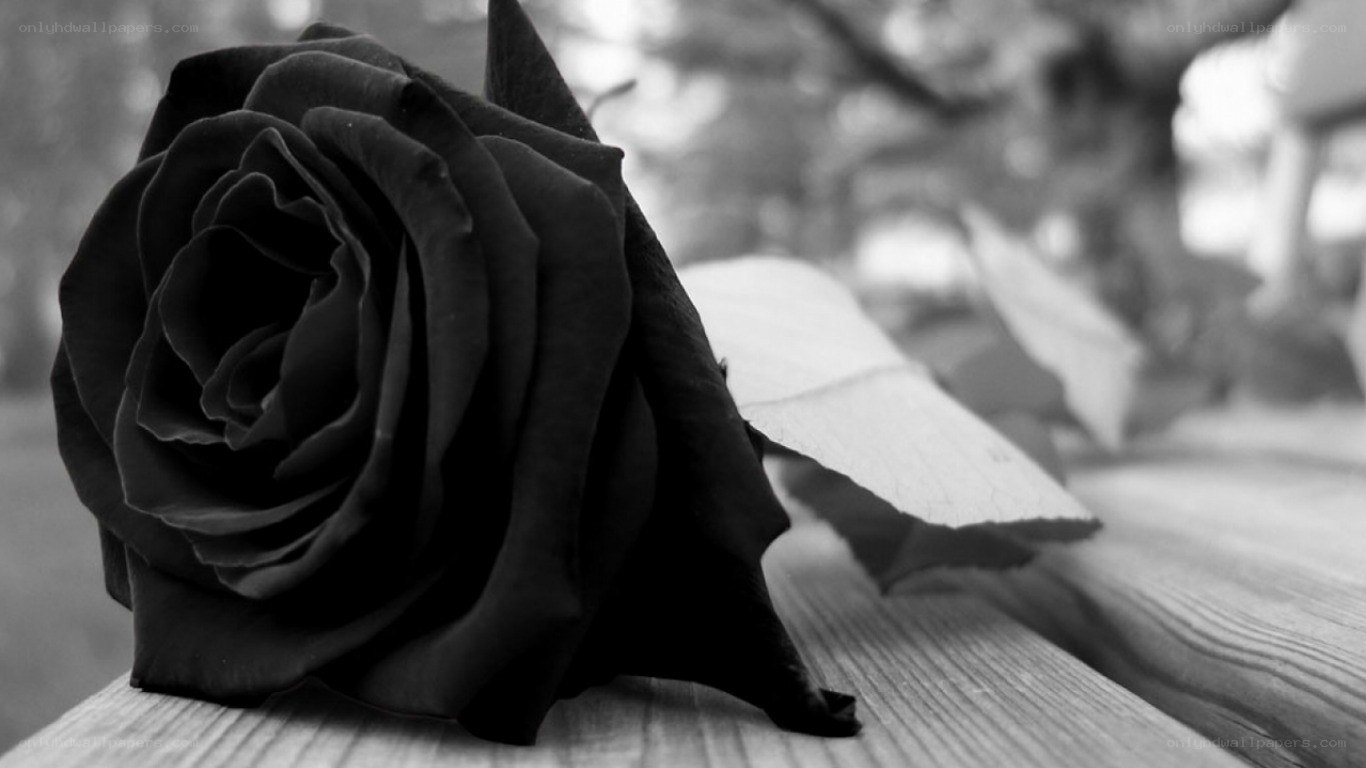black rose on wooden surface