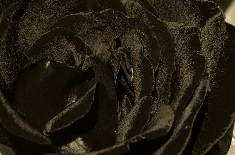 Black Rose Petals