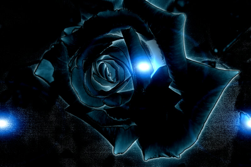 Black Rose with Blue Glow