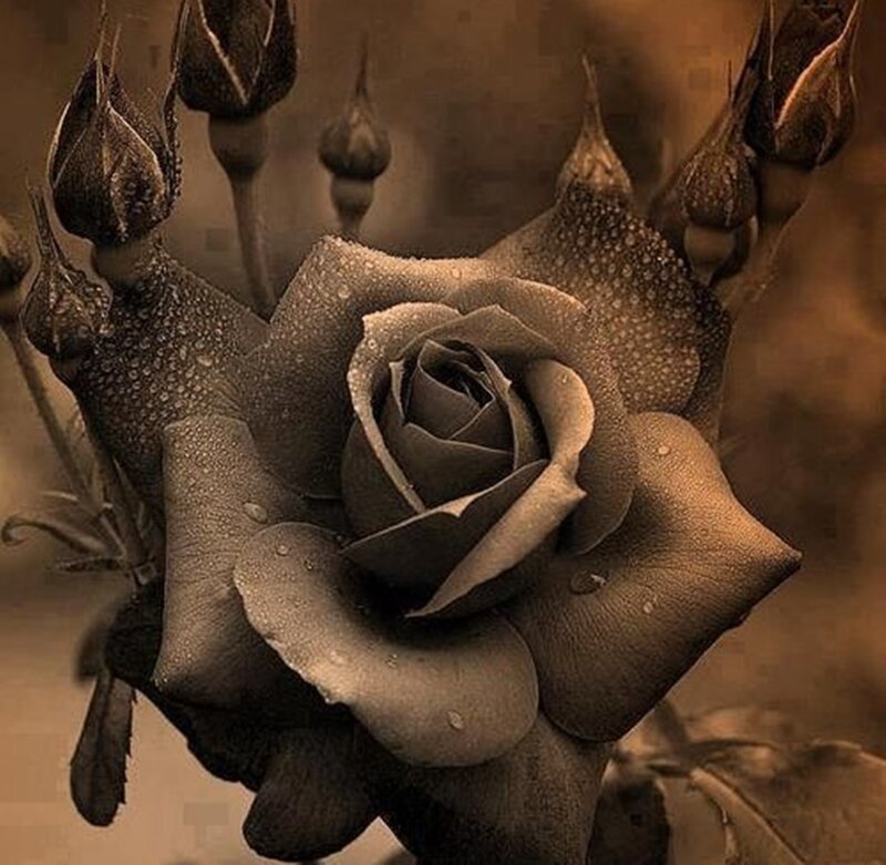 Black Rose with Dew — Brown