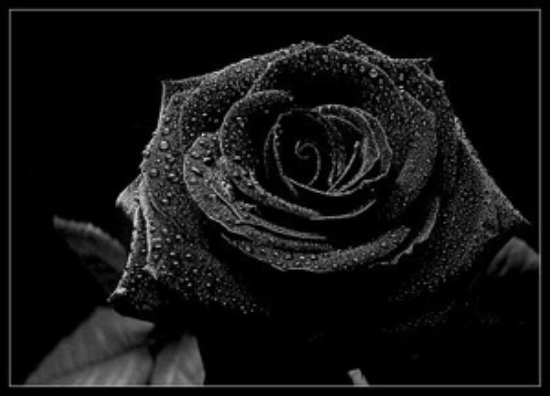 Black Rose with Dew — Dramatic, Photograph, Dew Drops, Leaf, White