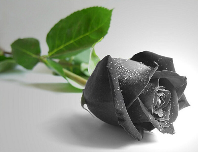 Black Rose with Dew — Dramatic, Photograph, Green Leaves
