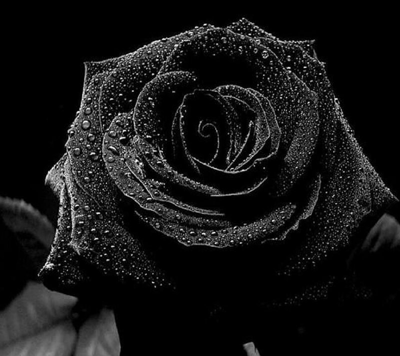 Black Rose with Dew — Dramatic