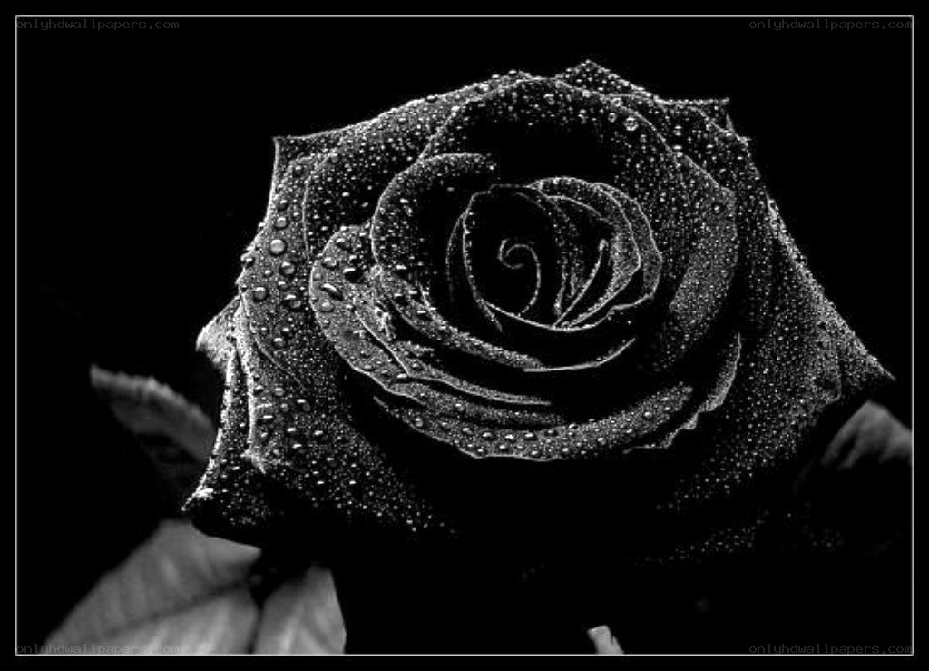 Black rose with dew drops