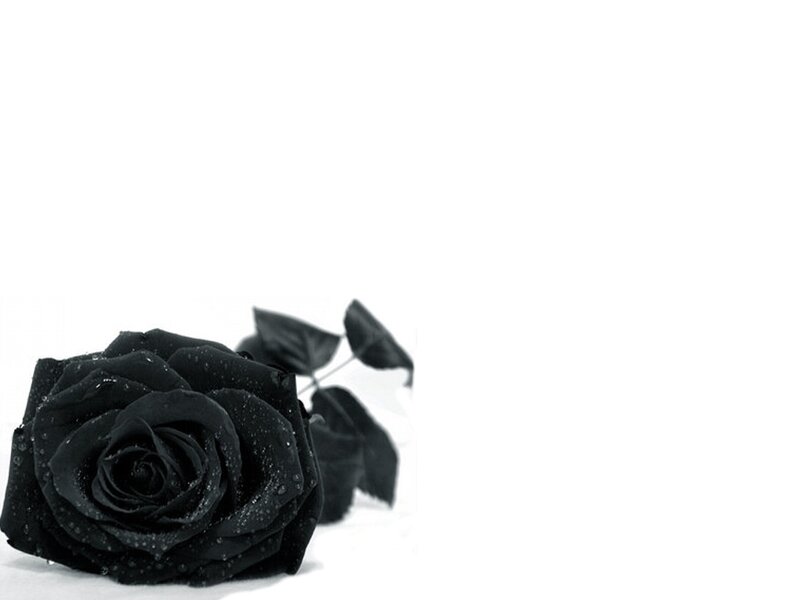 Black Rose with Dew — Somber