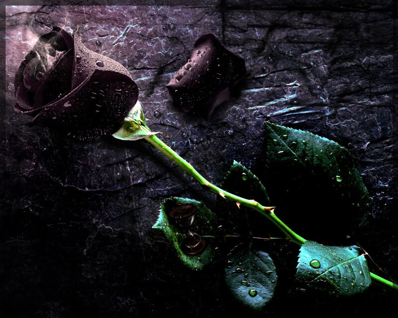 Black Rose with Dew