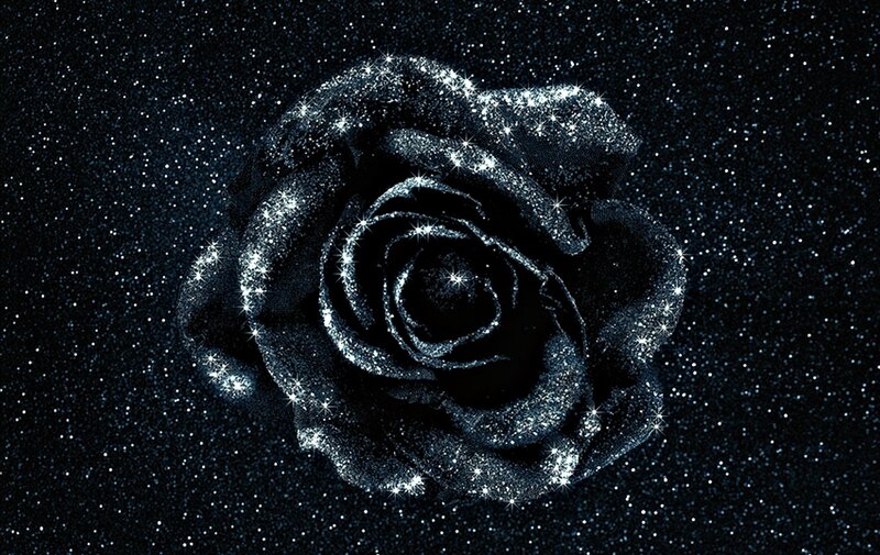 Black Rose with Glitter — Dramatic, Night