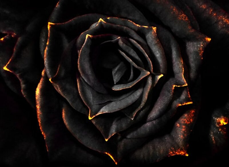 Black Rose with Glowing Edges