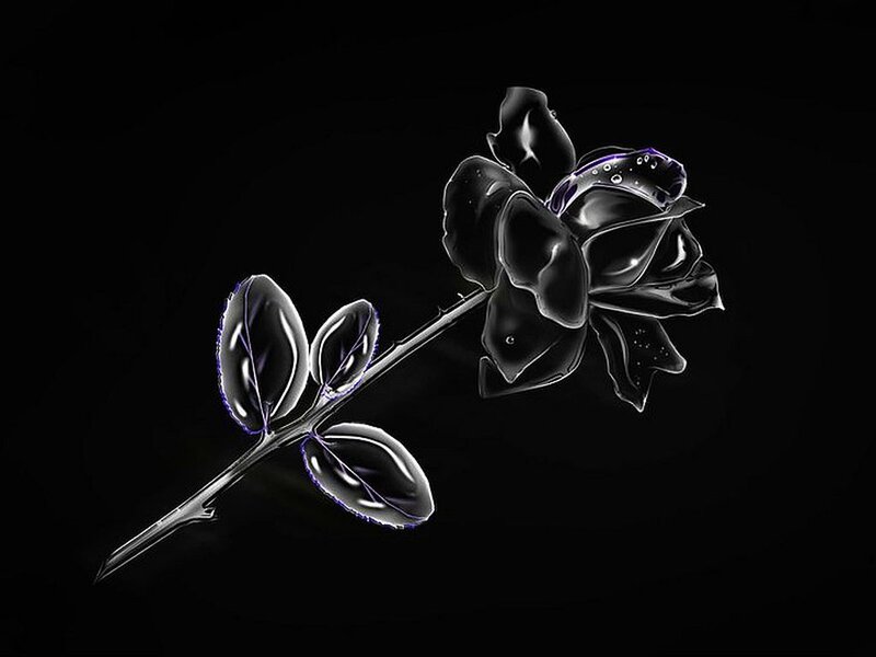 Black Rose with Leaves