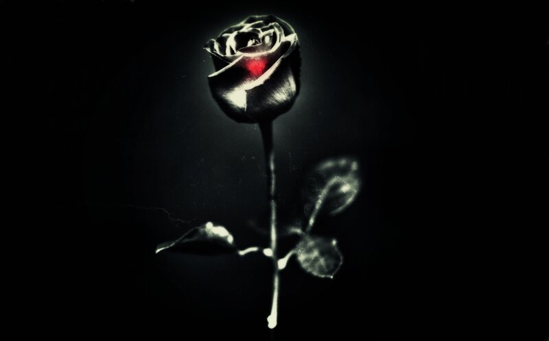 Black Rose with Red Center — Dramatic, Night