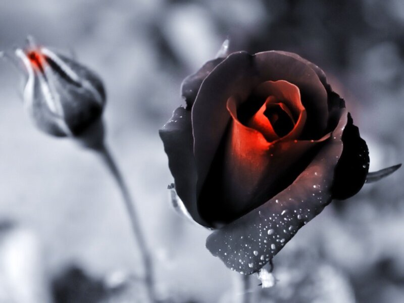 Black Rose with Red Center — Dramatic, Photograph, Bud