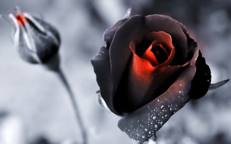 Black Rose with Red Center — Dramatic, Photograph