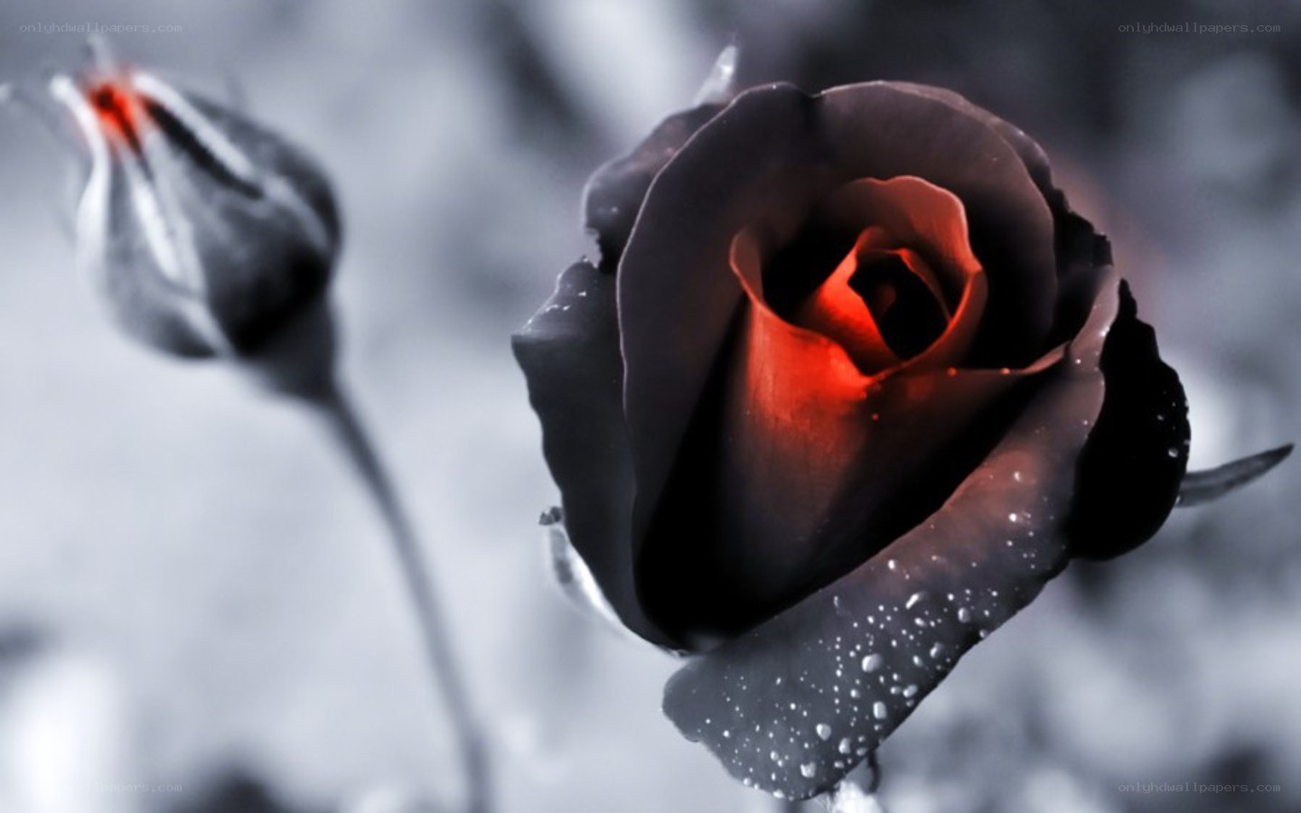 black rose with red center