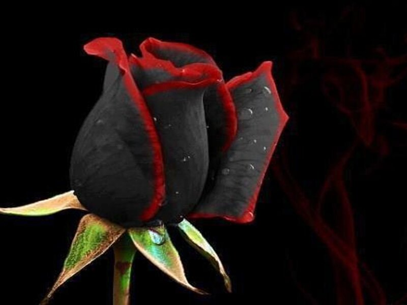 Black Rose with Red Edges — Dramatic