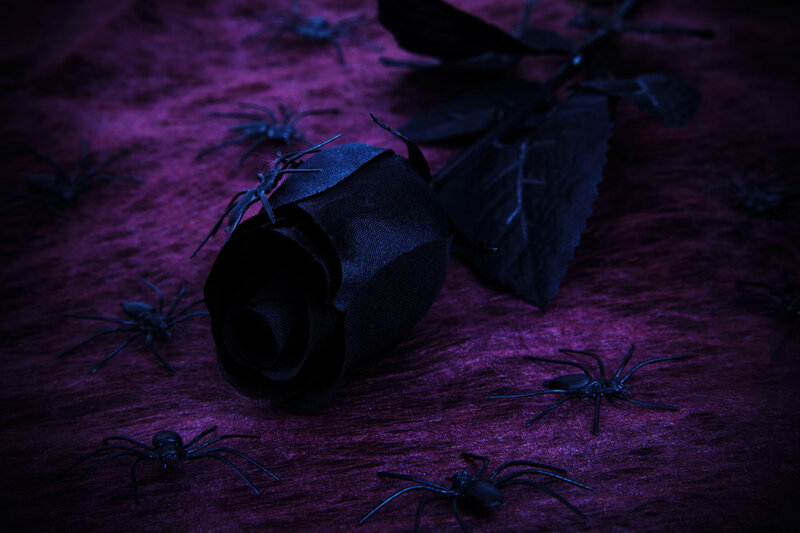 Black Rose with Spiders