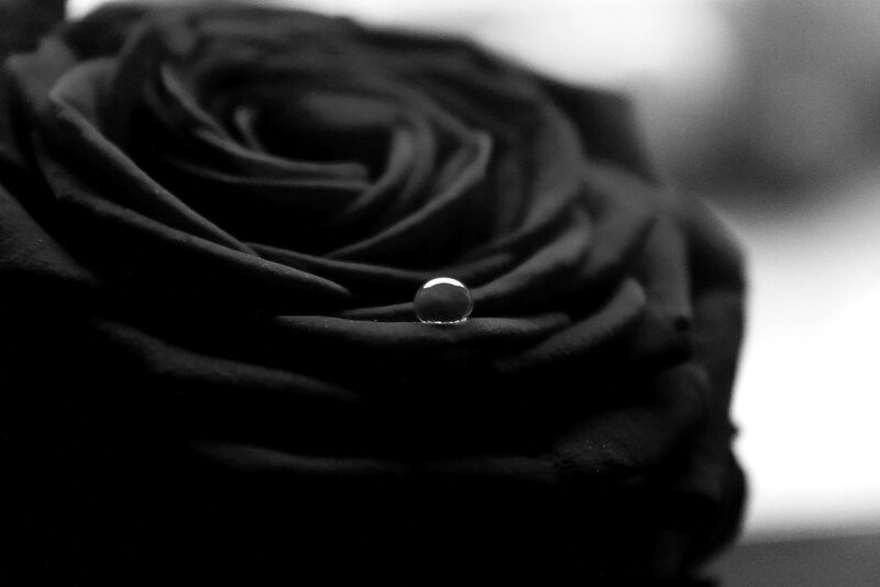Black Rose with Water Droplet