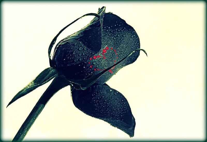 Black rose with water droplets